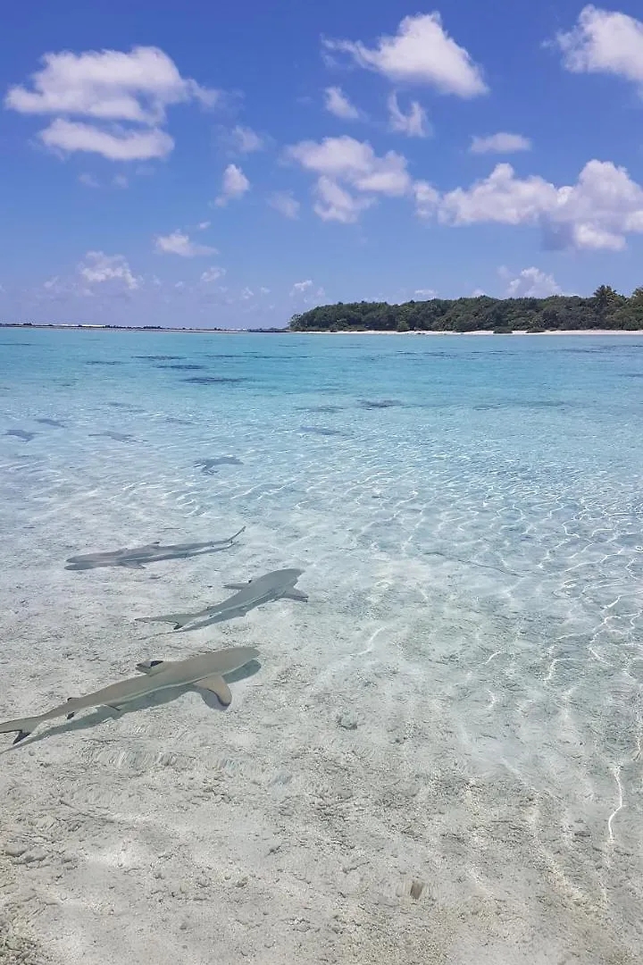 Chez Taia Et Vero Tiputa French Polynesia
